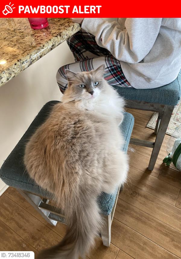 Lost Male Cat last seen La noria, Rancho Santa Fe, CA 92067