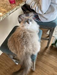 Lost Male Cat last seen La noria, Rancho Santa Fe, CA 92067