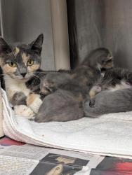 Shelter Stray Female Cat last seen CHARLOTTE, 8315 Byrum Dr, Charlotte, NC 28217, USA