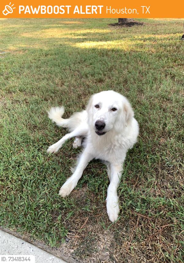 Found/Stray Female Dog last seen East end park, Houston, TX 77345