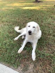 Found/Stray Female Dog last seen East end park, Houston, TX 77345