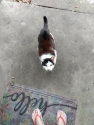 Lost Male Cat last seen Pine Forest and Kersey, Pensacola, FL 32526