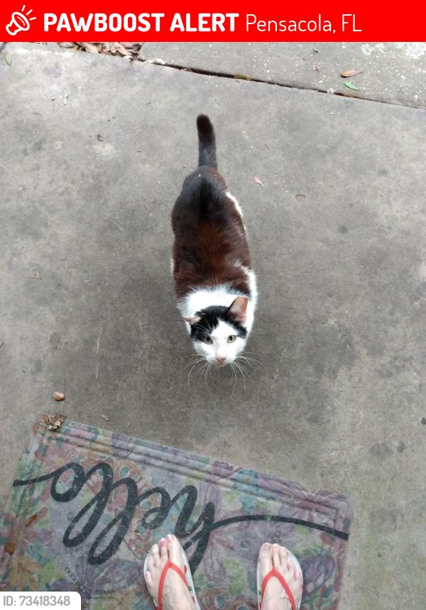 Lost Male Cat last seen Pine Forest and Kersey, Pensacola, FL 32526