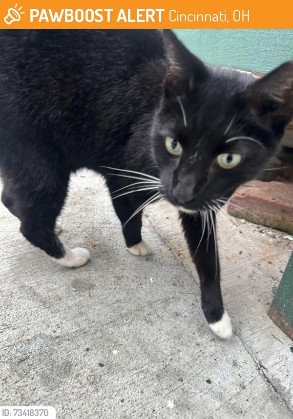 Found/Stray Female Cat last seen In between Jo Williams street and Delaney Street she is in my backyard which is marble Street, Cincinnati, OH 45223