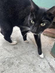 Found/Stray Female Cat last seen In between Jo Williams street and Delaney Street she is in my backyard which is marble Street, Cincinnati, OH 45223