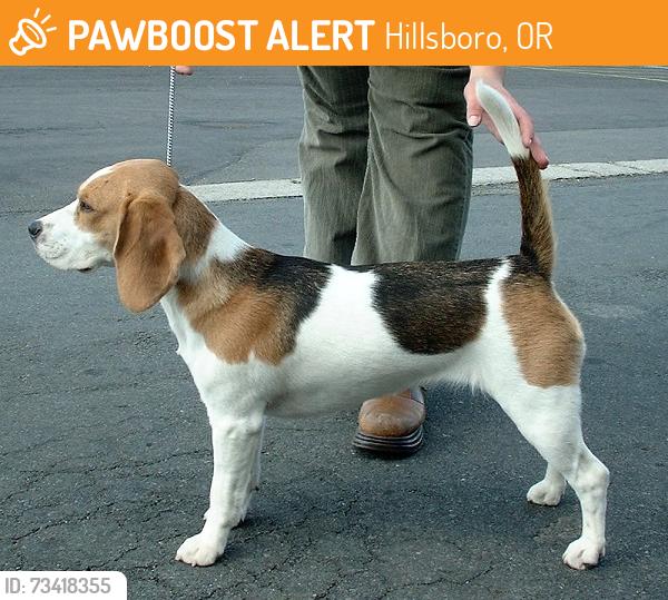 Found/Stray Unknown Dog last seen Ne Lincoln street /Main Street near Eastwood Elementary, Hillsboro, OR 97124