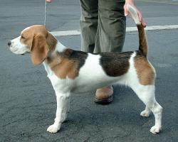 Found/Stray Unknown Dog last seen Ne Lincoln street /Main Street near Eastwood Elementary, Hillsboro, OR 97124