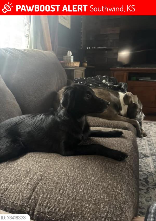 Lost Male Dog last seen 47th and web, Southwind, KS 67037