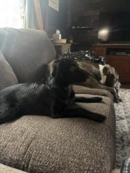 Lost Male Dog last seen 47th and web, Southwind, KS 67037