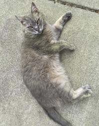 Lost Female Cat last seen W. Academy St., Fuquay-Varina, NC 27526