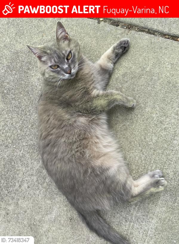 Lost Female Cat last seen W. Academy St., Fuquay-Varina, NC 27526