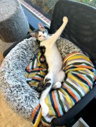 Lost Male Cat last seen Guada Coma Mechanical, inc., New Braunfels, TX 78130
