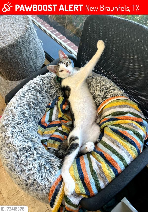Lost Male Cat last seen Guada Coma Mechanical, inc., New Braunfels, TX 78130