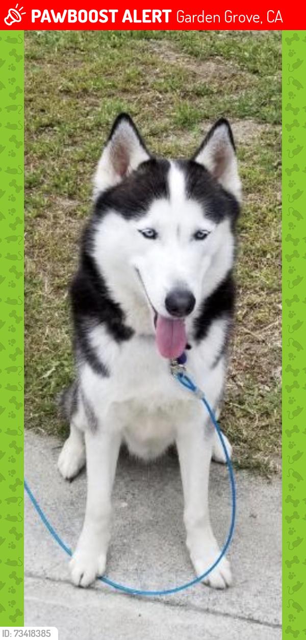 Lost Male Dog last seen Palm/harbor blvd, Garden Grove, CA 92840