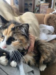 Lost Female Cat last seen Brooklyn center elementary, Minneapolis, MN 55430