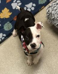 Shelter Stray Male Dog last seen , , TX, 1650 Gross Rd, Mesquite, TX 75149, USA