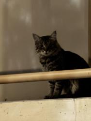 Found/Stray Unknown Cat last seen WSummerlin center + Hughes park red rock casino alley behind sign, Las Vegas, NV 89135