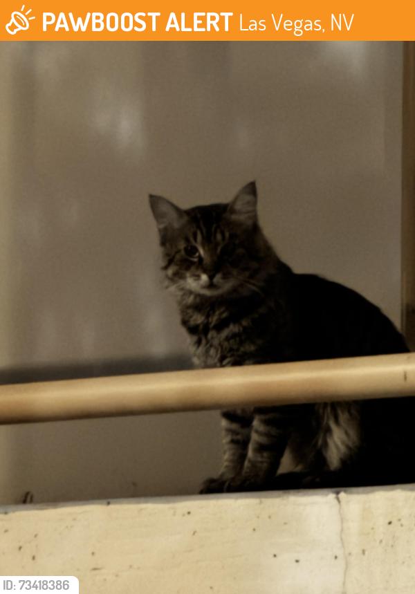 Found/Stray Unknown Cat last seen WSummerlin center + Hughes park red rock casino alley behind sign, Las Vegas, NV 89135