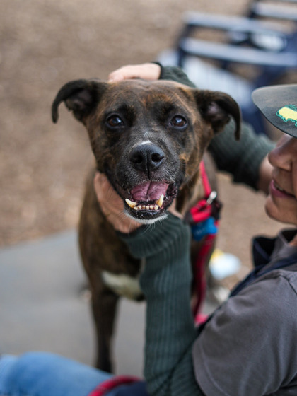 Shelter Stray Female Dog last seen Near Peeler Rd, Atlanta, GA 30360, 30360, GA, 3280 Chamblee Dunwoody Rd, Chamblee, GA 30341, USA