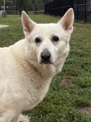 Shelter Stray Female Dog last seen Near Harrover Place, Fairfax County, VA, 4500 West Ox Rd, Fairfax, VA 22030, USA