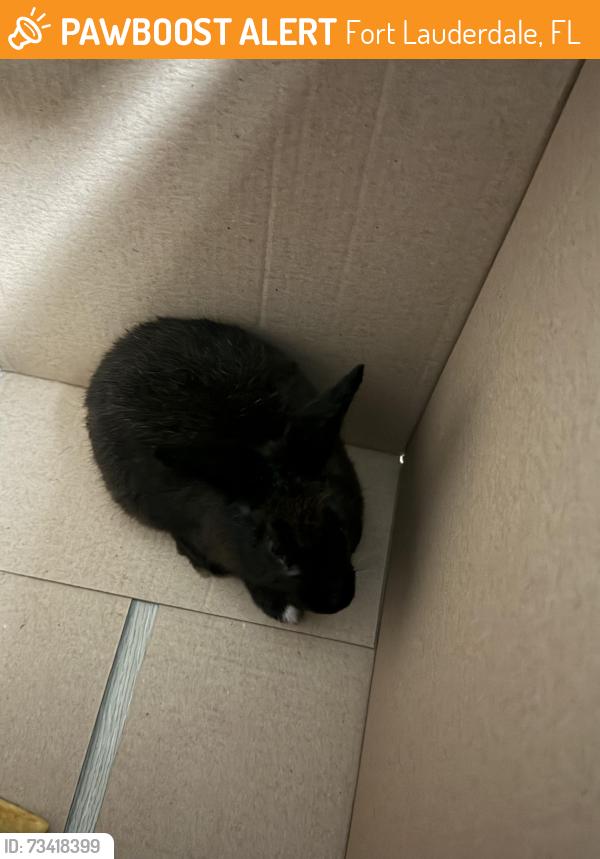 Found/Stray Unknown Rabbit last seen Sunrise and Middle River Dr, Fort Lauderdale, FL 33304