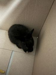 Found/Stray Unknown Rabbit last seen Sunrise and Middle River Dr, Fort Lauderdale, FL 33304