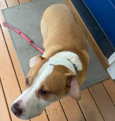 Found/Stray Unknown Dog last seen Francis St & Nation Ave, Durham, NC 27707