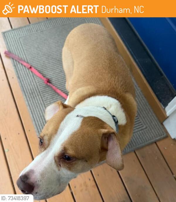 Found/Stray Unknown Dog last seen Francis St & Nation Ave, Durham, NC 27707
