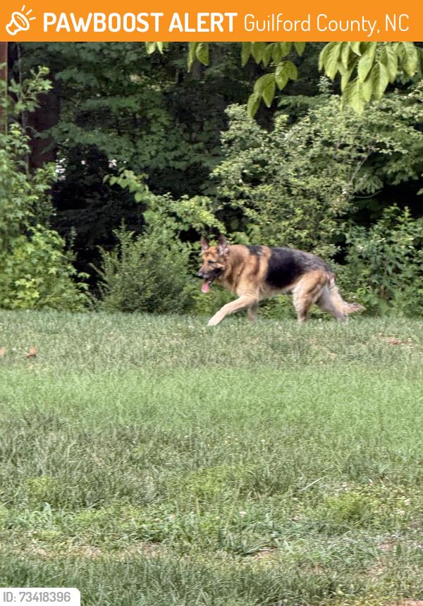 Found/Stray Male Dog last seen Greenland ave Julian Nc, Guilford County, NC 27283