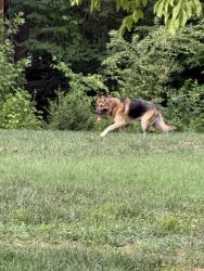 Found/Stray Male Dog last seen Greenland ave Julian Nc, Guilford County, NC 27283