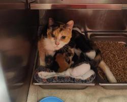 Shelter Stray Female Cat last seen Near 24th Street N, GREAT FALLS, MT, 59405, 1010 25th Ave NE, Great Falls, MT 59404, USA