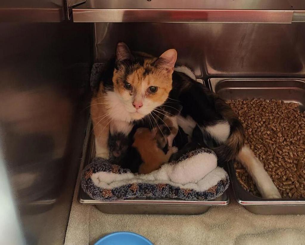 Shelter Stray Female Cat last seen Near 24th Street N, GREAT FALLS, MT, 59405, 1010 25th Ave NE, Great Falls, MT 59404, USA