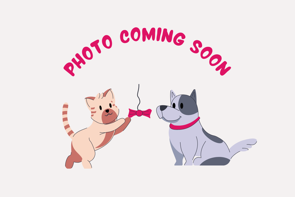 Shelter Stray Female Cat last seen Near 24th Street N, GREAT FALLS, MT, 59405, 1010 25th Ave NE, Great Falls, MT 59404, USA