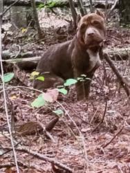 Found/Stray Male Dog last seen Near a pond with a cow pasture off of 231, Johnston County, NC 27597