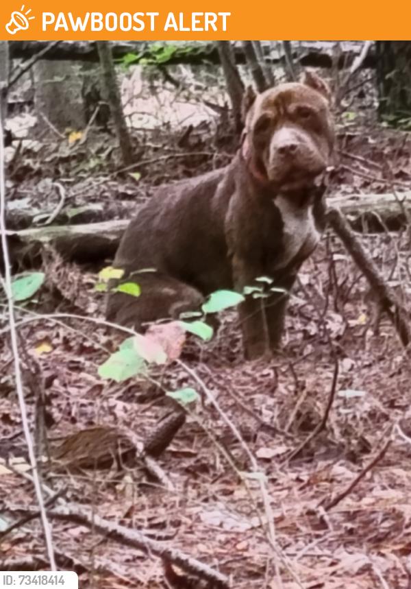 Found/Stray Male Dog last seen Near a pond with a cow pasture off of 231, Johnston County, NC 27597