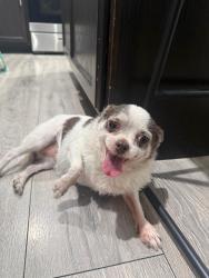 Found/Stray Female Dog last seen 67Ave &Lower Buckeye, Phoenix, AZ 85043