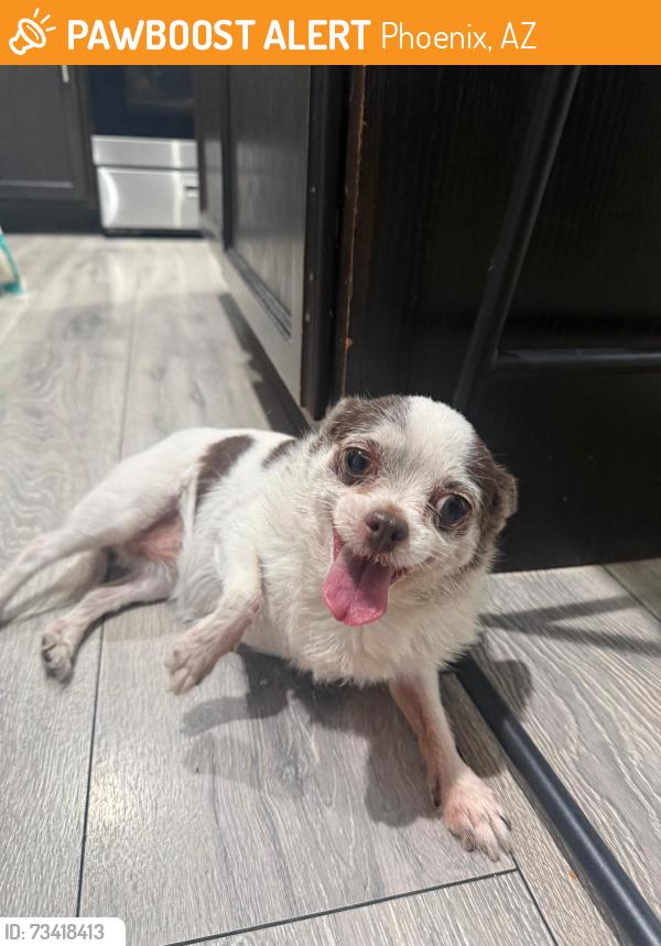 Found/Stray Female Dog last seen 67Ave &Lower Buckeye, Phoenix, AZ 85043