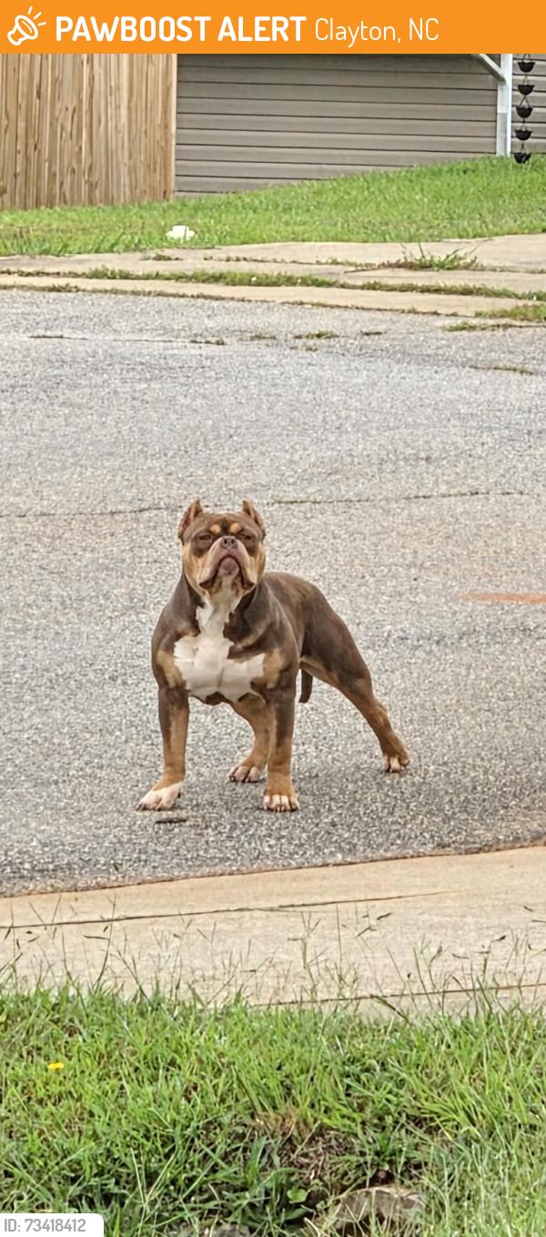 Found/Stray Unknown Dog last seen Herndon court/ Randolph road, Clayton, NC 27520