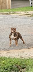 Found/Stray Unknown Dog last seen Herndon court/ Randolph road, Clayton, NC 27520