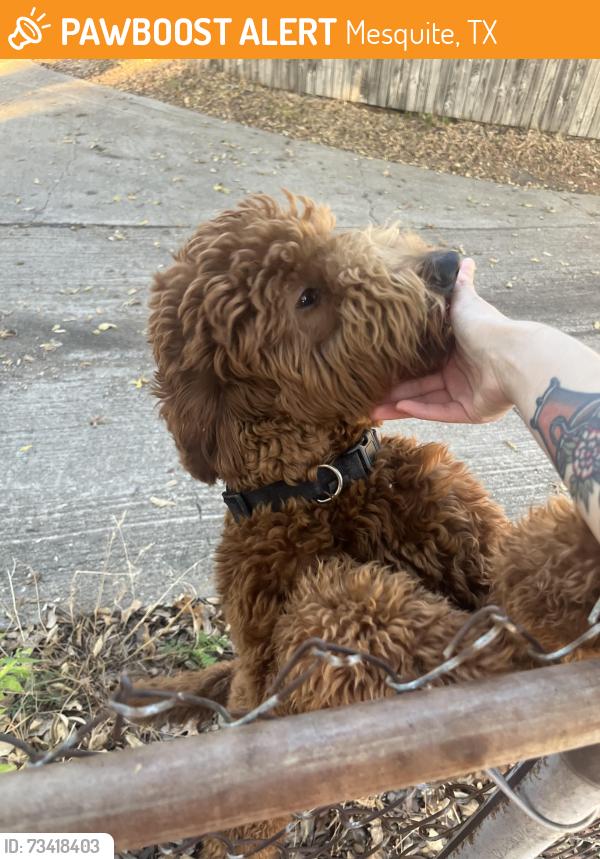 Found/Stray Female Dog last seen Fulton and Edgebrook, Near Town East Park, Mesquite, TX 75150