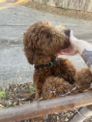 Found/Stray Female Dog last seen Fulton and Edgebrook, Near Town East Park, Mesquite, TX 75150
