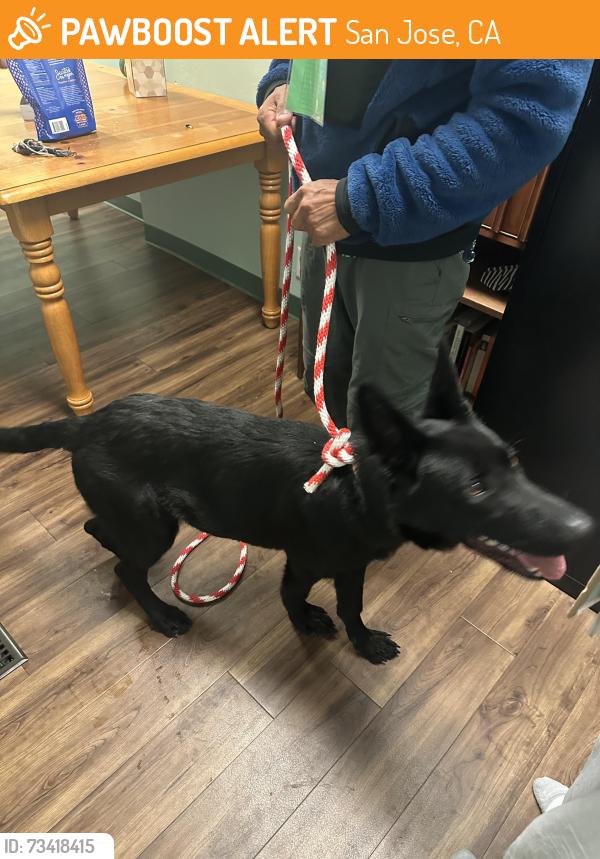 Found/Stray Male Dog last seen Stevens creek and Di salvo, San Jose, CA 95128