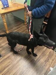 Found/Stray Male Dog last seen Stevens creek and Di salvo, San Jose, CA 95128
