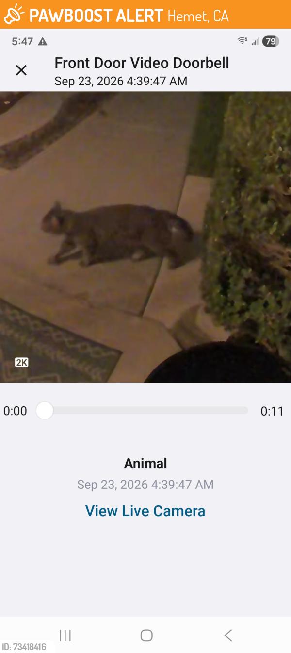 Found/Stray Unknown Cat last seen Kirby/Garland, Hemet, CA 92545