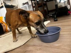 Found/Stray Male Dog last seen Near W Clarendon Ave, Phoenix, AZ 85033, Phoenix, AZ 85033