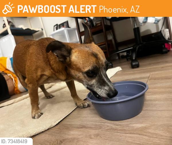 Found/Stray Male Dog last seen Near W Clarendon Ave, Phoenix, AZ 85033, Phoenix, AZ 85033