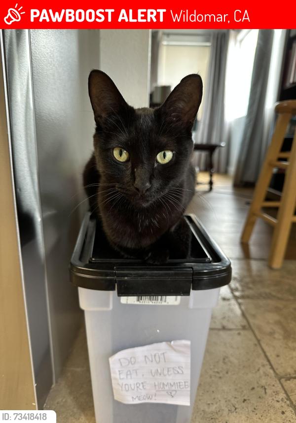 Lost Female Cat last seen Billie Ann Road, Wildomar, CA 92595