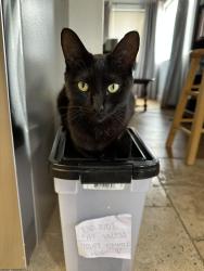 Lost Female Cat last seen Billie Ann Road, Wildomar, CA 92595