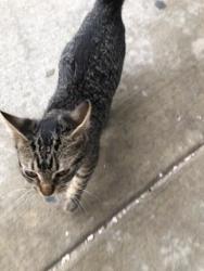 Found/Stray Unknown Cat last seen Kinsman & E 72nd, Cleveland, OH 44104