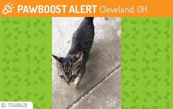 Found/Stray Unknown Cat last seen Kinsman & E 72nd, Cleveland, OH 44104